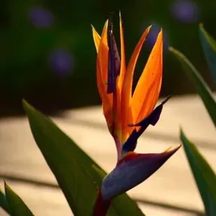 Hubie Vigreux Photographer