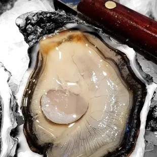 Oyster Obsession