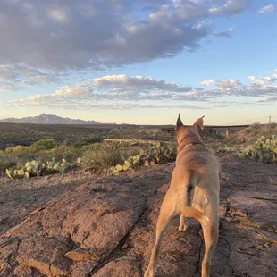 Looking back at bridge