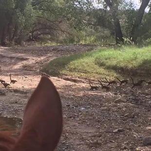 Coati babies cross cienega creek