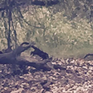 Troop of 60-80 coatimundi looking like a monkey and taco on combo was a spectacular site