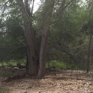 More coatis scampering to follow us up the trail