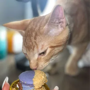Mushu and macaron