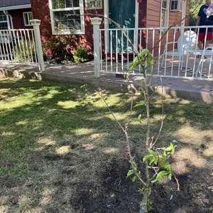 Here's the little Apple tree Cameron planted.