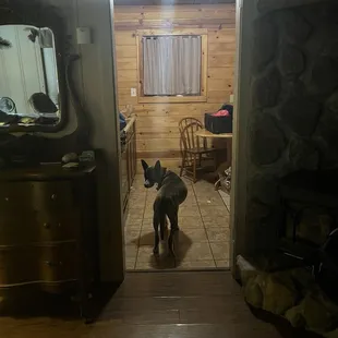 Cute Little kitchen and dog