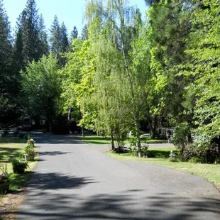 The driveway is so beautiful!