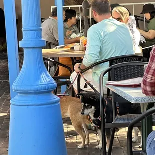 Dogs allowed while eating.  Certainly not something for everyone.  Watch where you step!