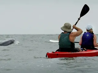 Kayak Nature Tours