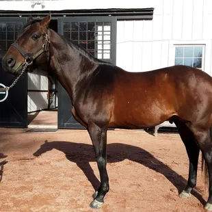 Bird Stone  2094 Belmont Winner