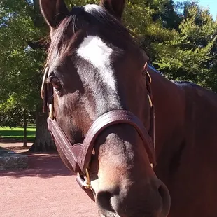 Empire Maker, grand sire of American Pharoah