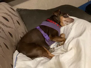 Bluegrass Veterinary Specialists + Animal Emergency