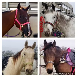 Our specially trained horses can help you reach your riding goals!