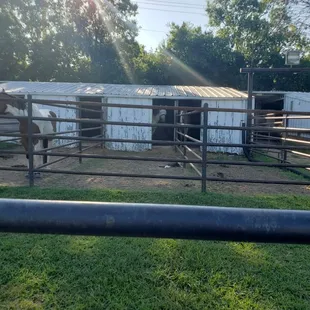 Our barn has the option of 10'x12' stalls with 10'x16' runs attached!