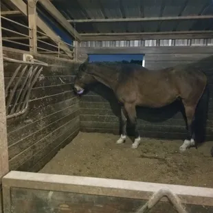 Stall toys provided by you are always welcome for your horse!