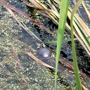 Turtle in pond