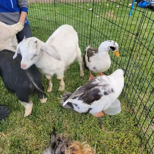 They are just too cute!