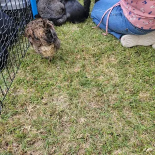 So many furry cuties!