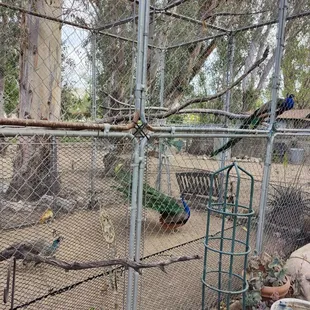 Peacocks