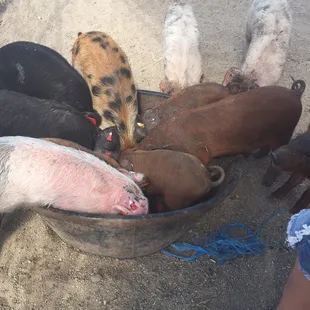 Month old piglets at feeding time