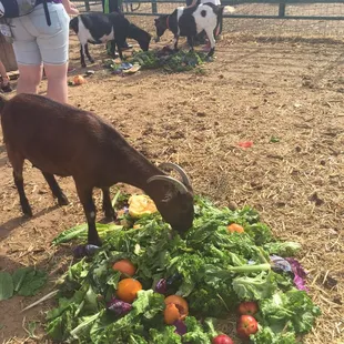 Feeding time- food donations from local stores and restaurants