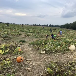 Pumpkin patch... we were a little late