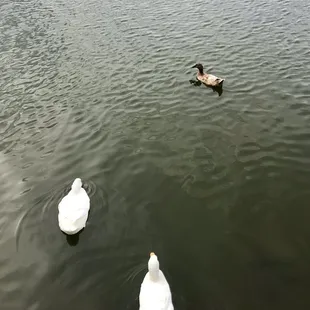 Ducks and fishes that your littles can feed