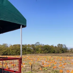 Pumpkin Patch