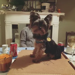 a dog sitting on top of a pizza box