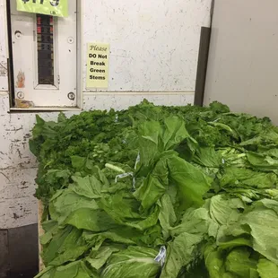 Mustard Greens (Curly and Long Leaf)