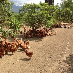 a flock of chickens in a field