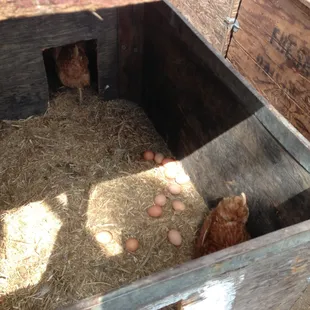 a group of chickens in a coop