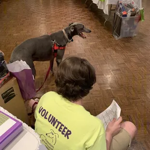 Greyhound fundraiser. Consider adopting one of these beautiful creatures.