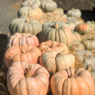 The specialty pumpkins are amazing.