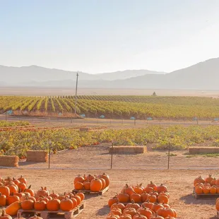 Fields of pumpkins - a great  place for kids of all ages to roam - away from crowds.