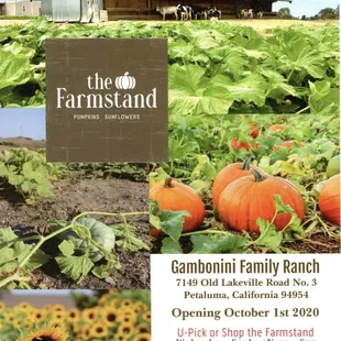 The Farmstand at Gambonini Family Ranch is open Wednesday thru Sunday noon to 6pm during the month of October 2020