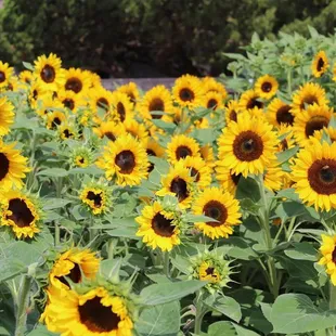 Gorgeous freshly cut sunflowers and dahlias available for purchase.