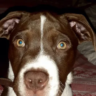 a dog laying on a bed