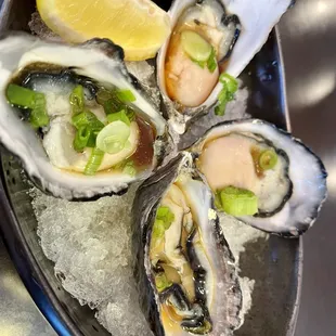 Miyagi Oysters