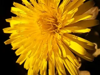 Portuguese Community Park