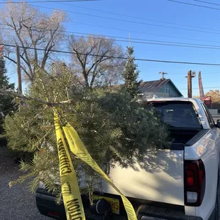 This 12 foot tree was $145