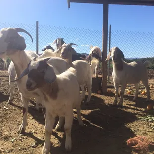 Cute Goats!