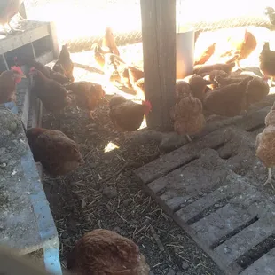 Egg laying hens