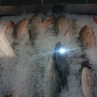 Fresh Fish