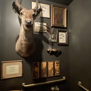 a deer head mounted on a wall