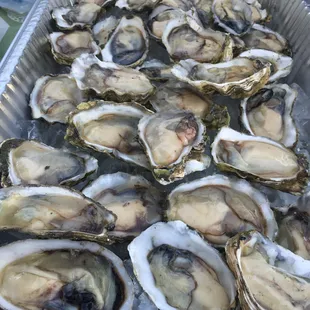 Pre shucked oysters!!