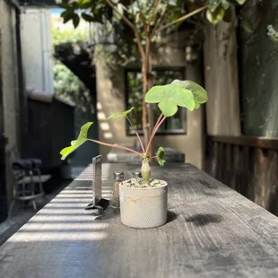 Beautiful side patio. But I really wish they used cotija cheese in their chilaquiles instead of mozzarella.
