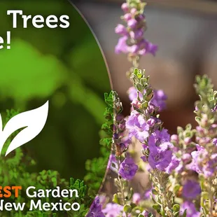 the largest garden center in new mexico