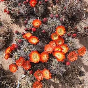 bright orange flowers