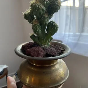 Succulent in vintage bowl with 3 drainage holes in it already drilled! Great artists market!!!!