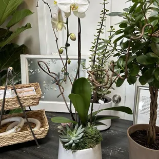 Plants